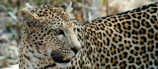 Leopard - Sputnik International