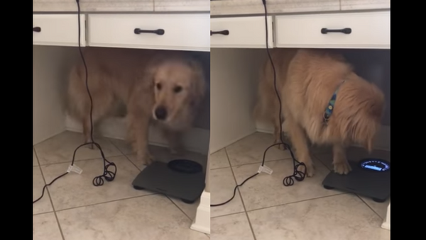 ‘Must Be The Collar!’ Golden Retriever Argues With Scale - Sputnik International