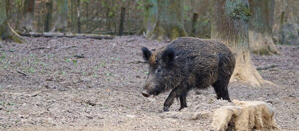 Wild boar - Sputnik International