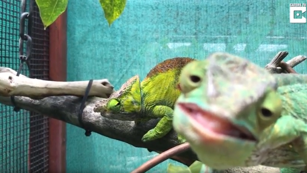 Female Chameleon Ignores Mating Ritual, Photobombs Video - Sputnik International