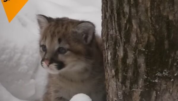 Cougar Cub Settling In At Novosibirsk Zoo - Sputnik International