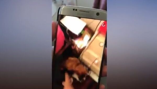 Teenager filmed self ‘kicking a puppy' has been c harged - Sputnik International