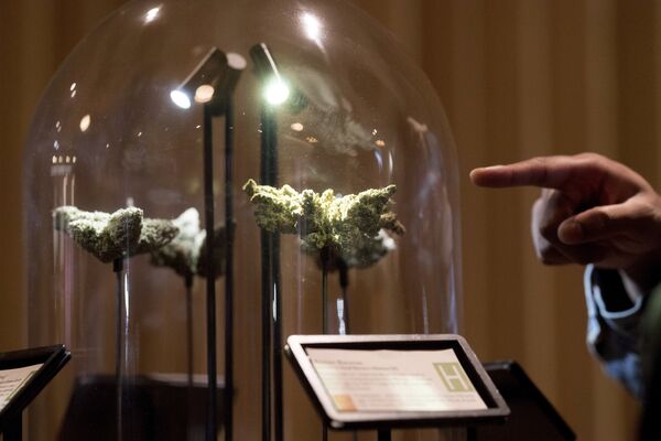 A shopper examines a cannabis display , in San Francisco during California's first day of recreational marijuana sales on Saturday, Jan. 6, 2018. A shopper examines a cannabis display , in San Francisco during California's first day of recreational marijuana sales on Saturday, Jan. 6, 2018. - Sputnik International