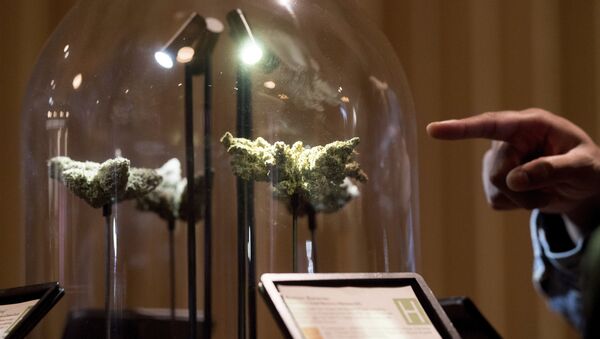 A shopper examines a cannabis display , in San Francisco during California's first day of recreational marijuana sales on Saturday, Jan. 6, 2018. - Sputnik International