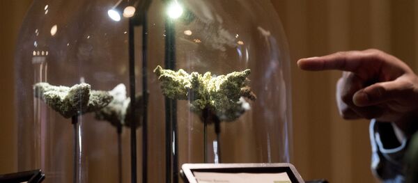 A shopper examines a cannabis display , in San Francisco during California's first day of recreational marijuana sales on Saturday, Jan. 6, 2018. - Sputnik International