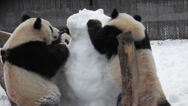 Toronto Zoo Panda Family Plays With Snowman - Sputnik International