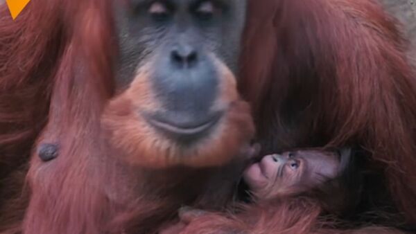 Orangutan Poses With Her Baby - Sputnik International