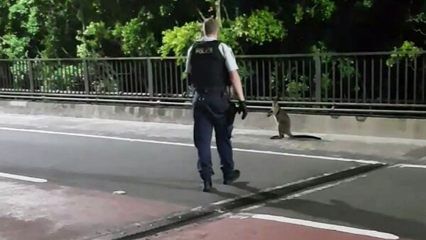 A supplied video screenshot obtained January 16, 2018 of a policeman approaching a wallaby on the Sydney Harbour Bridge in Sydney, Australia - Sputnik International