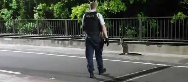 A supplied video screenshot obtained January 16, 2018 of a policeman approaching a wallaby on the Sydney Harbour Bridge in Sydney, Australia - Sputnik International