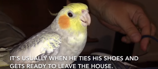 Bird Calling: Cockatiel’s Pitch Perfect iPhone Ringtone - Sputnik International