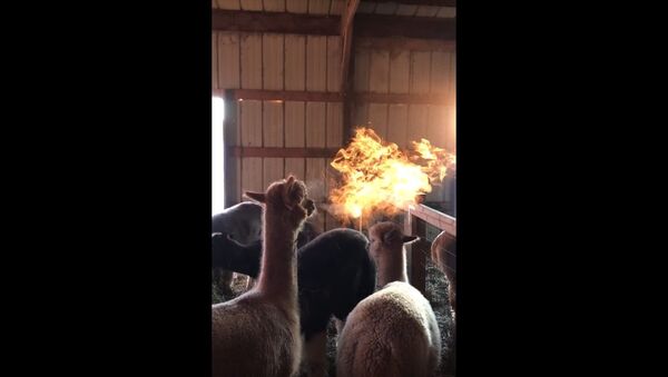 Fire Breathing Alpacas - Sputnik International