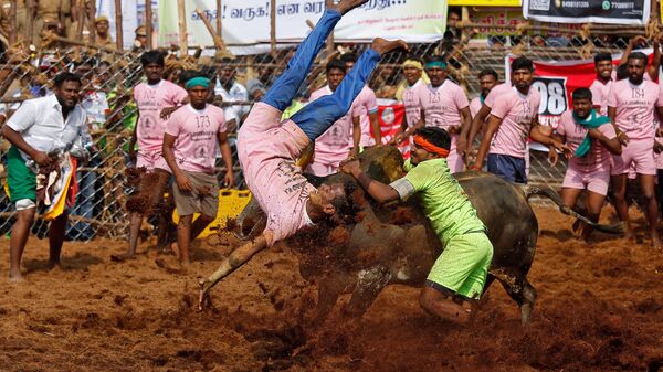 A villager is pinned down by a bull as another attempts to control him during the annual bull-taming festival called Jallikattu, which is part of south India's Pongal harvest festival of Pongal, on the outskirts of the southern city of Madurai, India, January 15, 2018 - Sputnik International