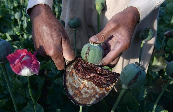 An Afghan farmer harvests opium sap from a poppy field in the Surkh Rod district of Nangarhar province. (File) An Afghan farmer harvests opium sap from a poppy field in the Surkh Rod district of Nangarhar province. (File) - Sputnik International
