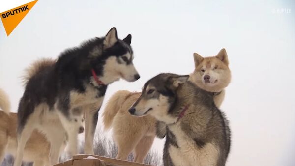 Salvation of Siberian Huskies - Sputnik International