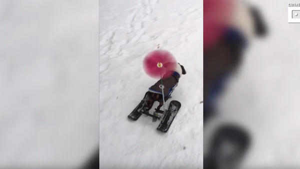 Handicapable Dachshund Doesn’t Let Snow Slow Her Down - Sputnik International