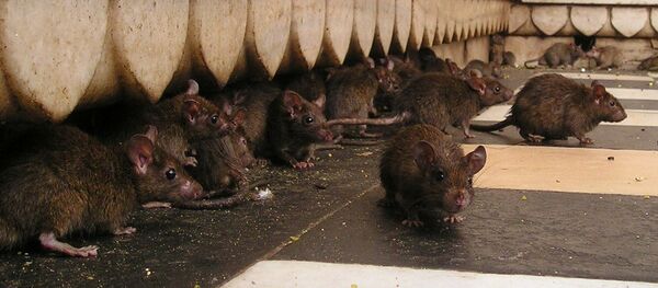 Rats Rats - Sputnik International