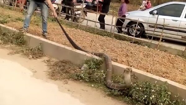 Giant Snake Causing Traffic - Sputnik International