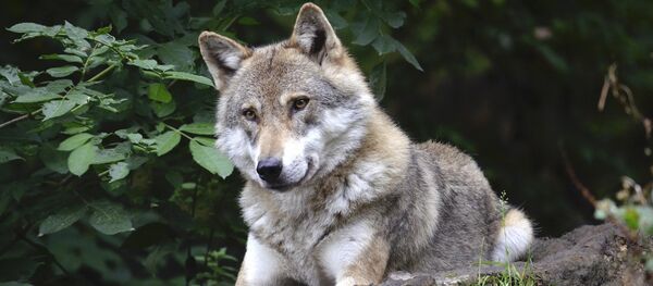 Wolf - Sputnik International