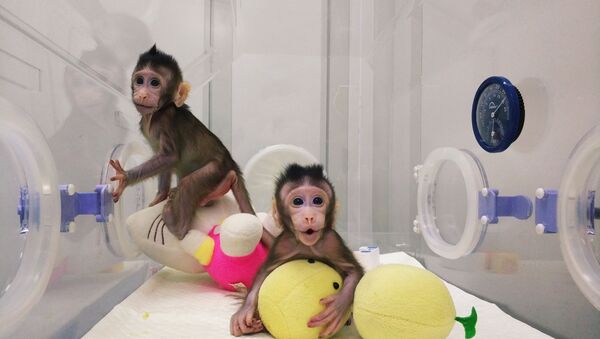 Cloned monkeys Zhong Zhong and Hua Hua are seen at the non-human primate facility at the Chinese Academy of Sciences in Shanghai, China January 20, 2018, in this handout picture provided by the Institute of Neuroscience of the Chinese Academy of Sciences - Sputnik International