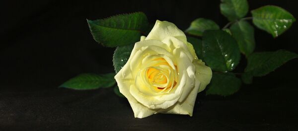 White rose White rose - Sputnik International