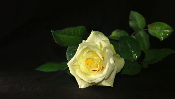 White rose - Sputnik International