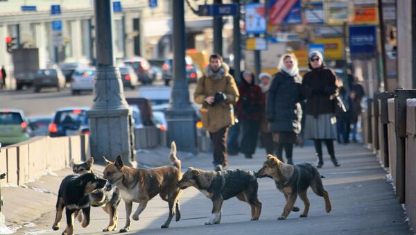 Stray dogs in Moscow. (File) - Sputnik International