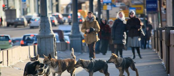 Stray dogs in Moscow. (File) Stray dogs in Moscow. (File) - Sputnik International