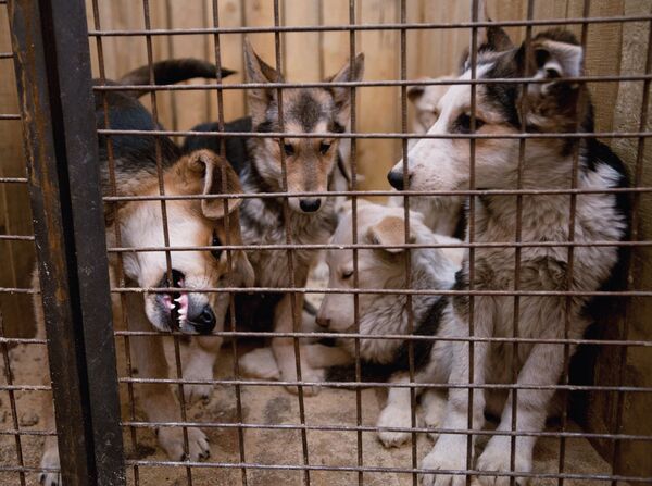 Dogs housed in the cage of the temporary animal shelter located at EMUP Spetsavtobaza. (File) - Sputnik International
