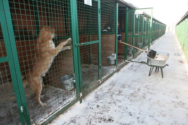 Dog cages at the animal shelter in Rudnevo, Moscow Region. (File) - Sputnik International