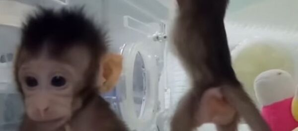 Chinese Scientists Have Successfully Cloned Monkeys Chinese Scientists Have Successfully Cloned Monkeys - Sputnik International