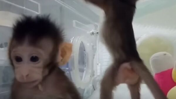 Chinese Scientists Have Successfully Cloned Monkeys - Sputnik International