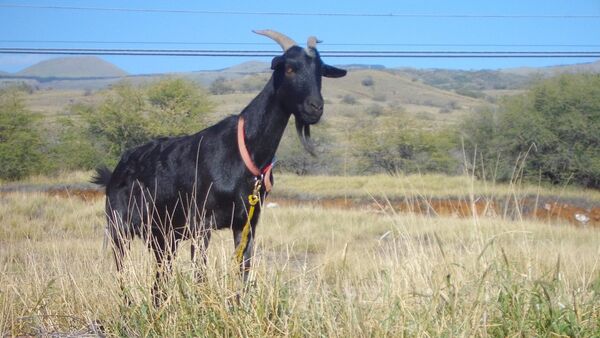 Black goat - Sputnik International