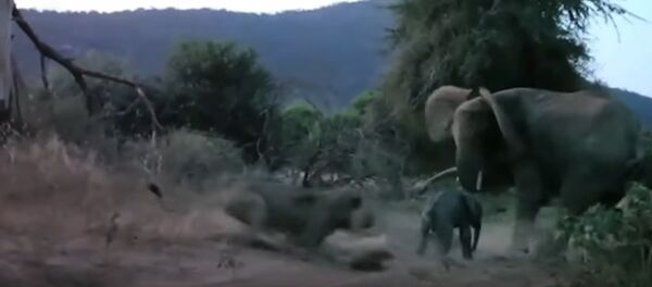 Elephant charges at lion and sends it fleeing - Sputnik International