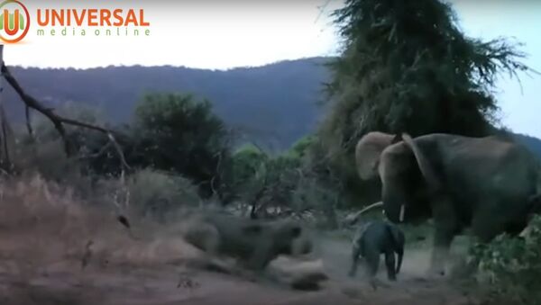 Elephant charges at lion and sends it fleeing - Sputnik International