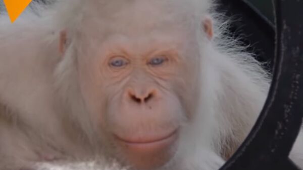 Meet The Only Albino Orangutan In The World - Sputnik International