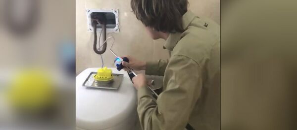 Snake in toilet Snake in toilet - Sputnik International