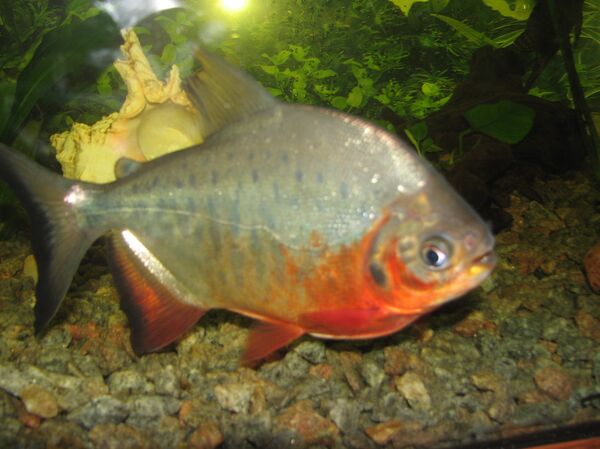 Red-Bellied Pacu Red-Bellied Pacu - Sputnik International