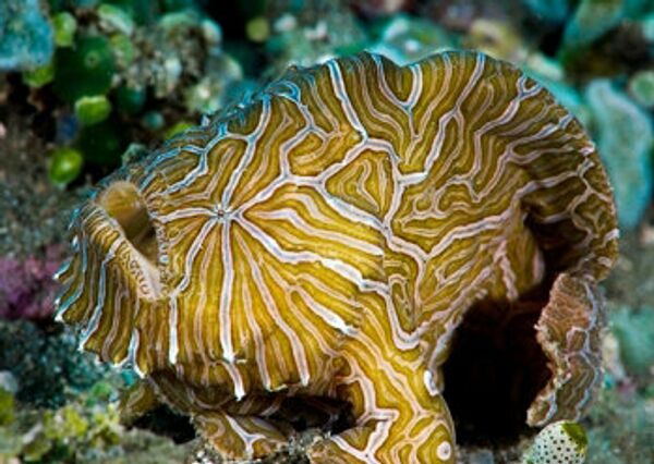 Psychedelic frogfish Psychedelic frogfish - Sputnik International