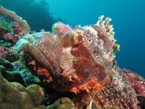 Tassled Scorpionfish Tassled Scorpionfish - Sputnik International