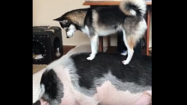 ‘Playtime, Swine!’ Husky Pup Attempts to Wake Sleeping Mate - Sputnik International
