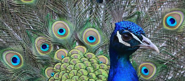 Peacock - Sputnik International