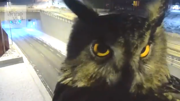 ‘What a Hoot!’ Inquisitive Owl Obstructs Traffic Camera - Sputnik International
