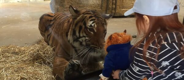 Tiger Wants a Toy || ViralHog - Sputnik International