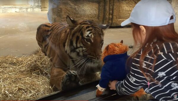 Tiger Wants a Toy || ViralHog - Sputnik International