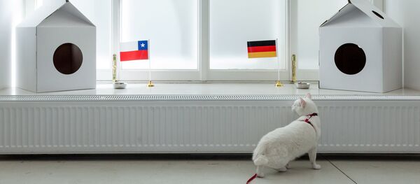 Cat Achilles - Sputnik International