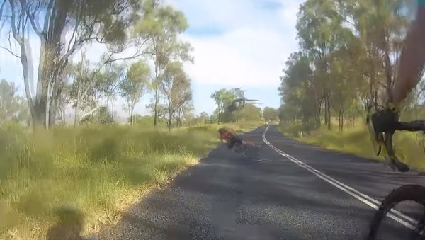 Australian Kangaroo Forgets to Pump His Brakes, Crashes Into Cyclist - Sputnik International