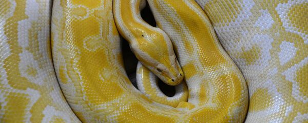 Golden python - Sputnik International