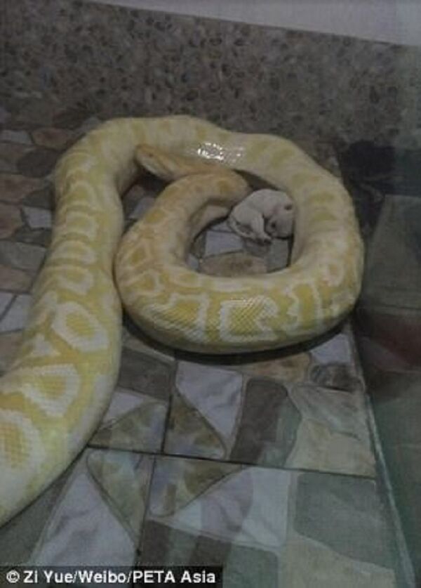 Picture on Chinese social media, taken by an eye-witness, shows a puppy being place next to a golden python Picture on Chinese social media, taken by an eye-witness, shows a puppy being place next to a golden python - Sputnik International
