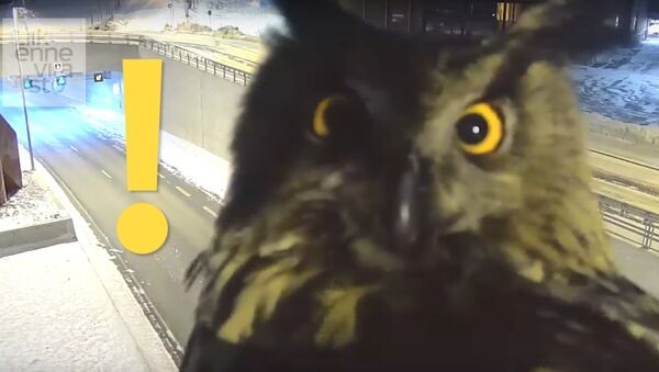 Watch Finland traffic camera captures curious owl staring into lens - Sputnik International