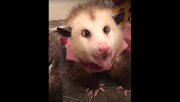 Adorable Possums Enjoy Apple Treat - Sputnik International